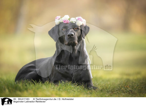 liegender Labrador Retriever / lying Labrador Retriever / DH-01183