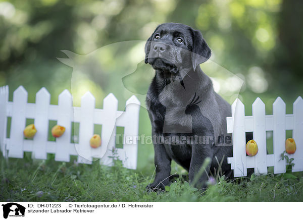 sitzender Labrador Retriever / sitting Labrador Retriever / DH-01223