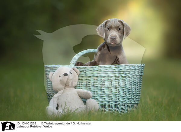 Labrador Retriever Welpe / Labrador Retriever Puppy / DH-01232