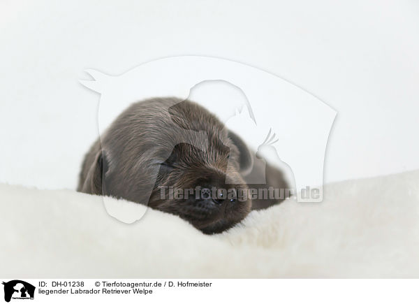 liegender Labrador Retriever Welpe / lying Labrador Retriever Puppy / DH-01238