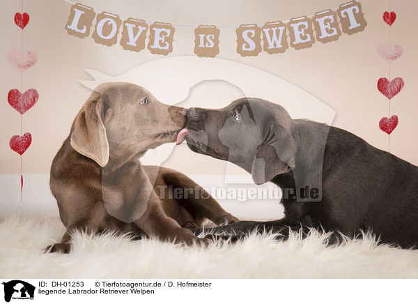 liegende Labrador Retriever Welpen / lying Labrador Retriever Puppies / DH-01253