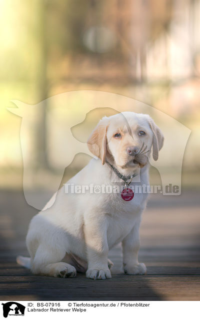 Labrador Retriever Welpe / Labrador Retriever Puppy / BS-07916