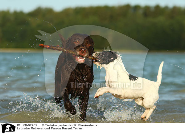 Labrador Retriever und Parson Russell Terrier / KB-02462