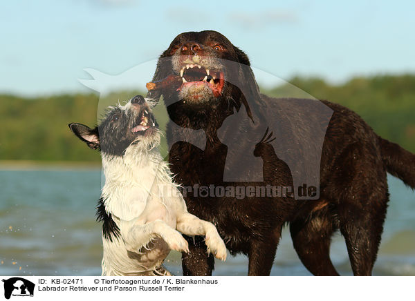 Labrador Retriever und Parson Russell Terrier / Labrador Retriever and Parson Russell Terrier / KB-02471