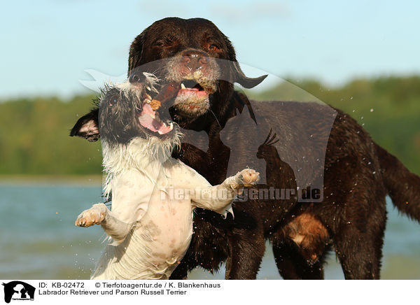 Labrador Retriever und Parson Russell Terrier / KB-02472