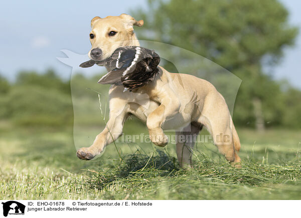 junger Labrador Retriever / young Labrador Retriever / EHO-01678