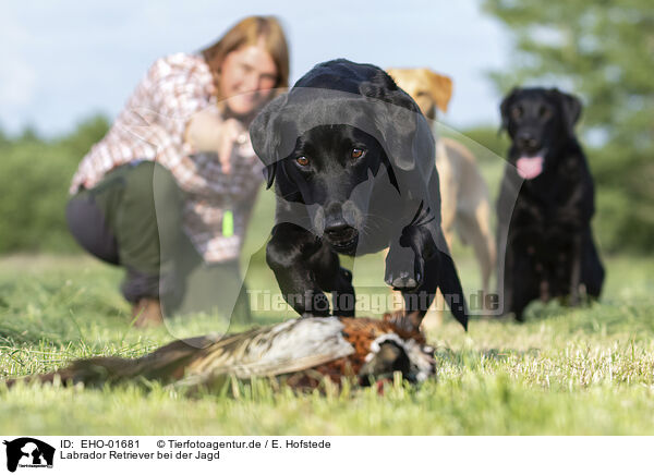 Labrador Retriever bei der Jagd / EHO-01681
