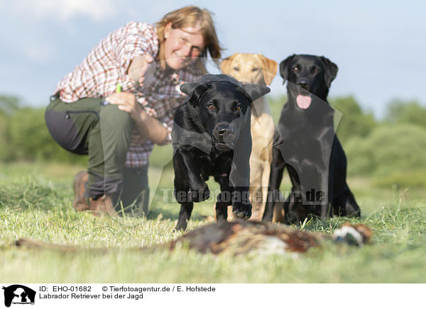 Labrador Retriever bei der Jagd / Labrador Retriever at hunt / EHO-01682
