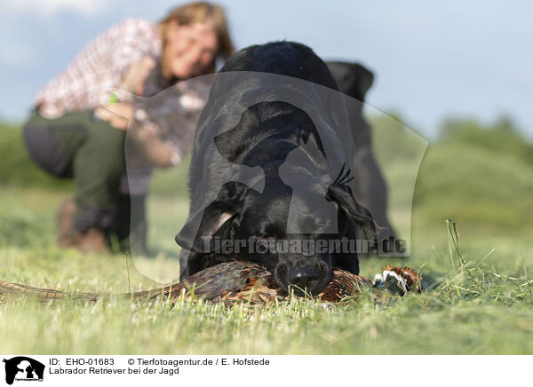 Labrador Retriever bei der Jagd / EHO-01683