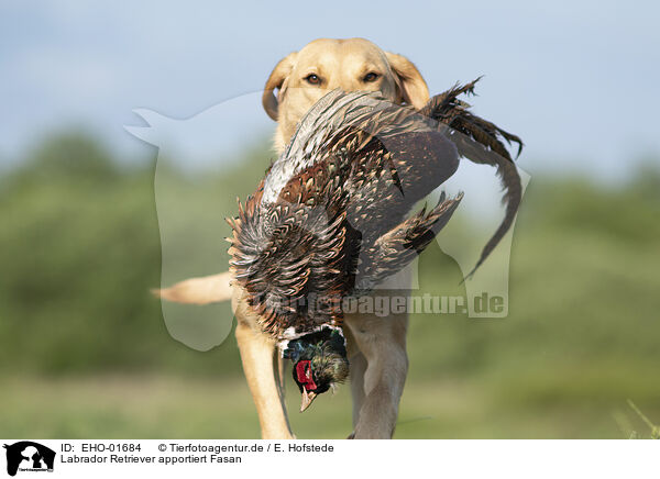 Labrador Retriever apportiert Fasan / Labrador Retriever retrieves pheasant / EHO-01684