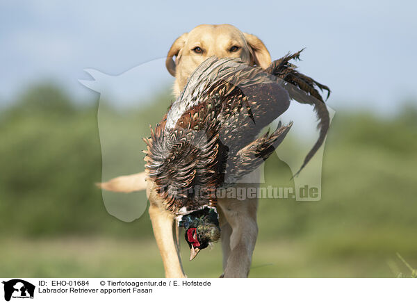 Labrador Retriever apportiert Fasan / EHO-01684