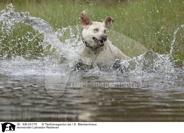 rennender Labrador Retriever / running Labrador Retriever / KB-03175