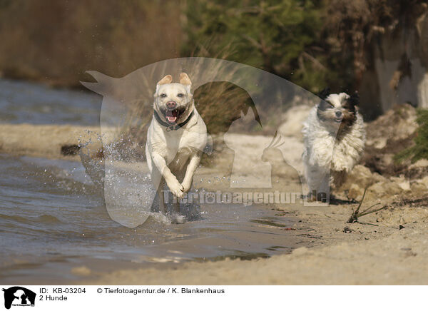 2 Hunde / 2 dogs / KB-03204