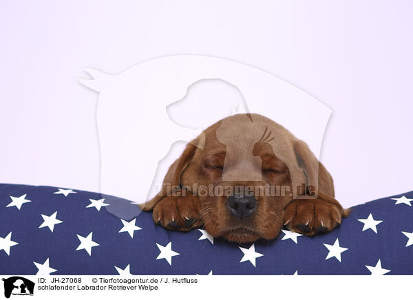 schlafender Labrador Retriever Welpe / JH-27068