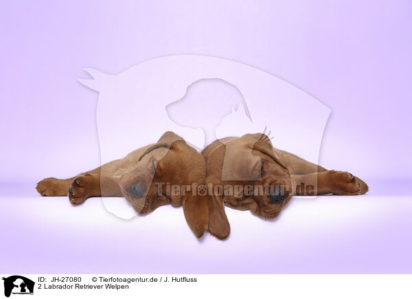 2 Labrador Retriever Welpen / JH-27080