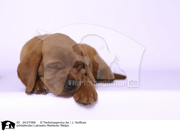 schlafender Labrador Retriever Welpe / JH-27088