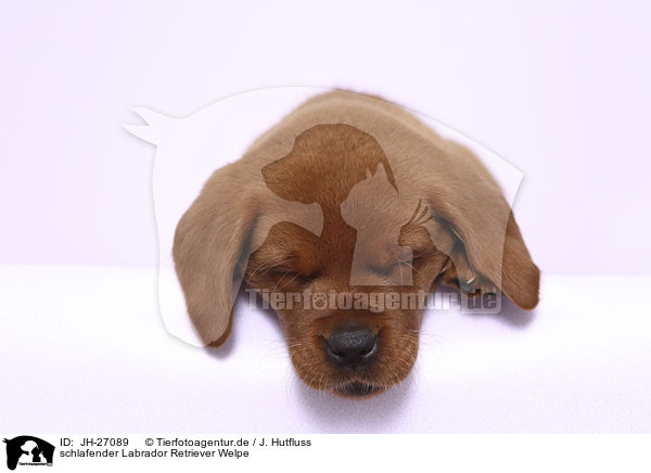 schlafender Labrador Retriever Welpe / JH-27089