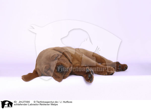 schlafender Labrador Retriever Welpe / JH-27090