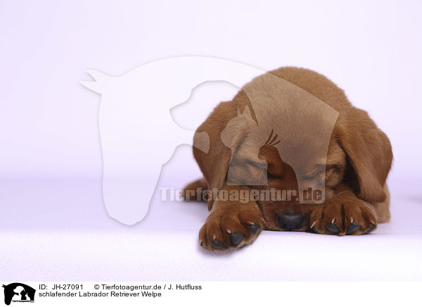 schlafender Labrador Retriever Welpe / JH-27091