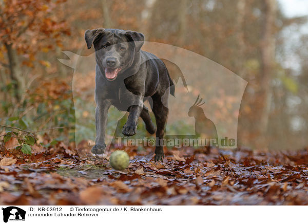 rennender Labrador Retriever / KB-03912