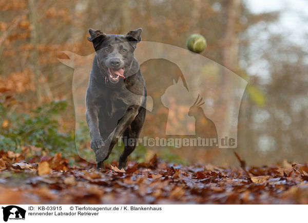 rennender Labrador Retriever / running Labrador Retriever / KB-03915