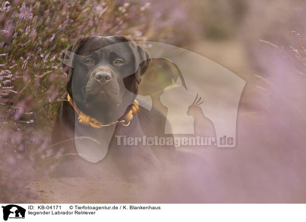 liegender Labrador Retriever / lying Labrador Retriever / KB-04171