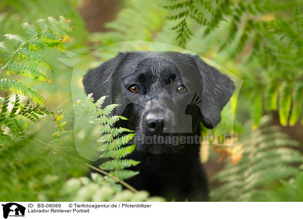 Labrador Retriever Portrait / Labrador Retriever Portrait / BS-08089