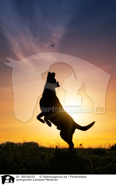 springender Labrador Retriever / jumping Labrador Retriever / BS-08225