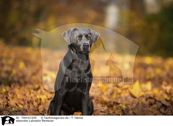 sitzender Labrador Retriever / TAH-01245