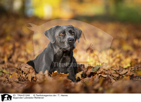 liegender Labrador Retriever / TAH-01246