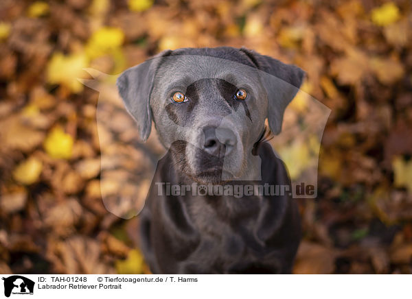 Labrador Retriever Portrait / TAH-01248