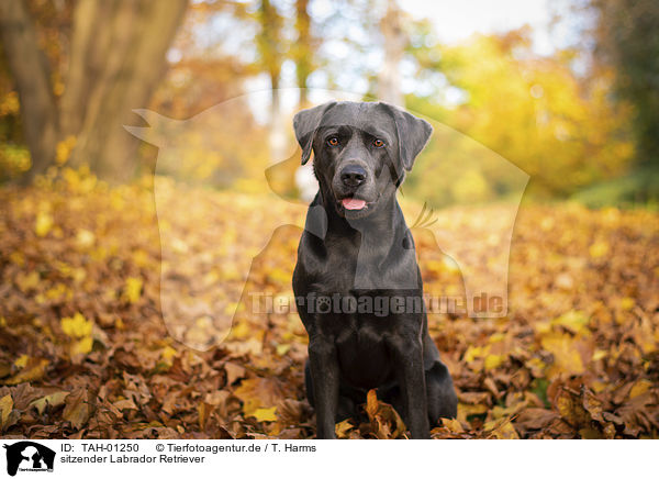 sitzender Labrador Retriever / TAH-01250