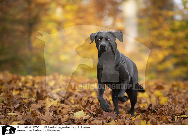 rennender Labrador Retriever / TAH-01251