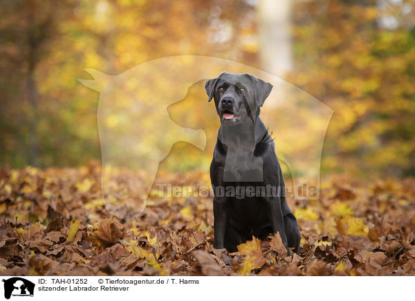 sitzender Labrador Retriever / TAH-01252