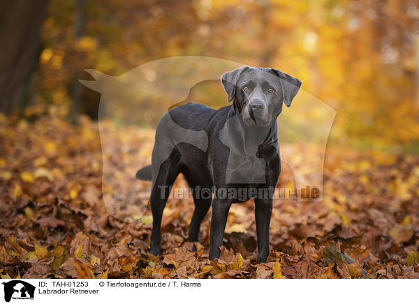 Labrador Retriever / TAH-01253