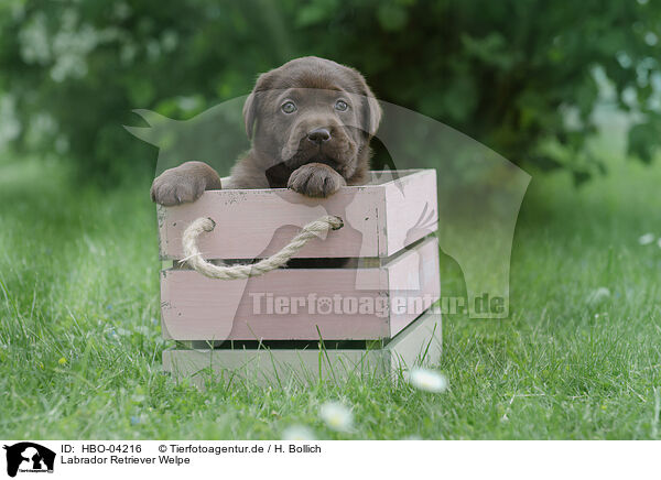 Labrador Retriever Welpe / Labrador Retriever Puppy / HBO-04216