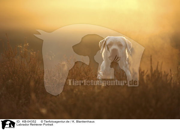 Labrador Retriever Portrait / KB-04352