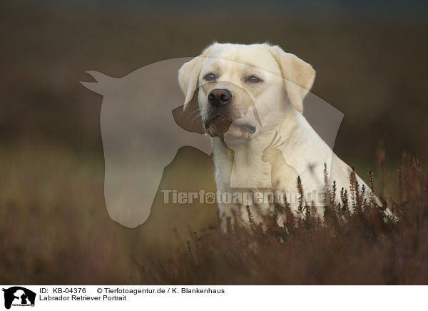 Labrador Retriever Portrait / KB-04376