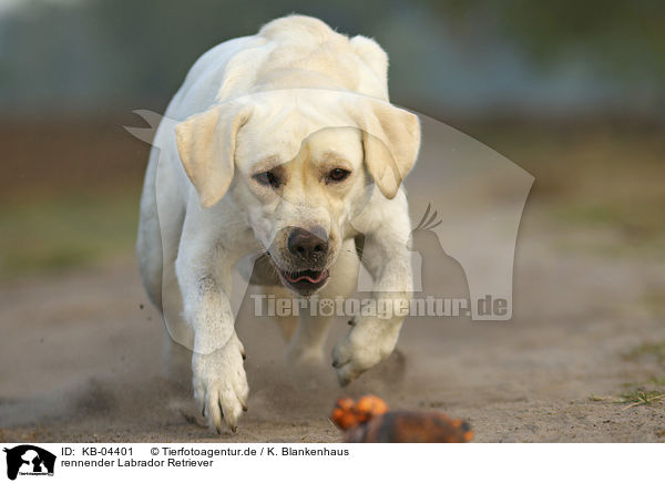rennender Labrador Retriever / KB-04401