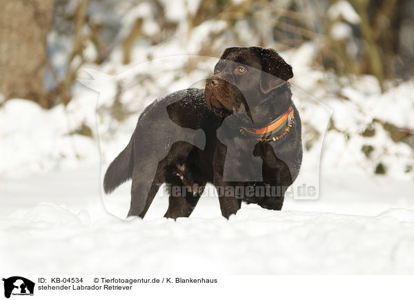 stehender Labrador Retriever / standing Labrador Retriever / KB-04534