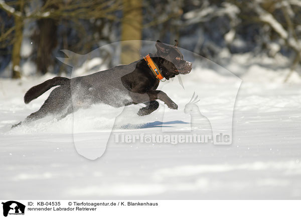 rennender Labrador Retriever / running Labrador Retriever / KB-04535