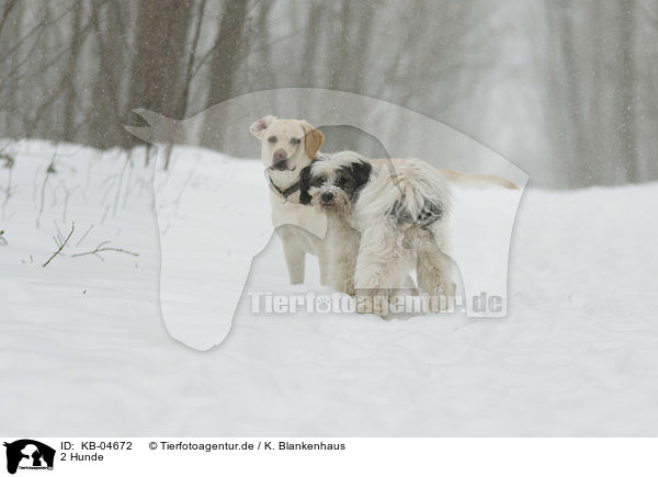2 Hunde / KB-04672