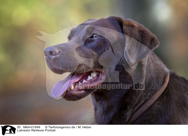 Labrador Retriever Portrait / Labrador Retriever portrait / MAH-01846