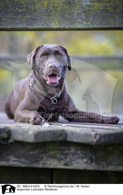 liegender Labrador Retriever / lying Labrador Retriever / MAH-01853