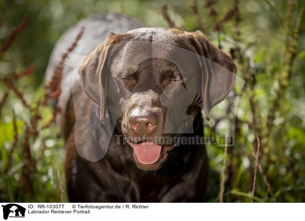 Labrador Retriever Portrait / Labrador Retriever portrait / RR-103077