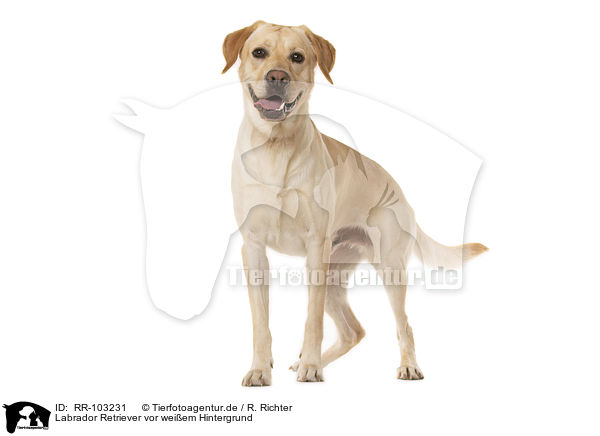 Labrador Retriever vor weiem Hintergrund / Labrador Retriever in front of white background / RR-103231