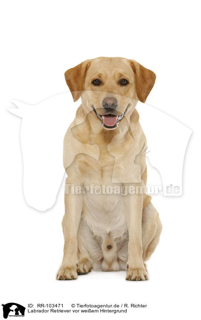 Labrador Retriever vor wei�em Hintergrund / Labrador Retriever in front of white background / RR-103471