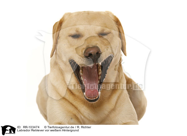 Labrador Retriever vor weiem Hintergrund / Labrador Retriever in front of white background / RR-103474