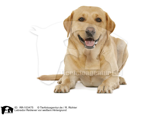 Labrador Retriever vor weiem Hintergrund / Labrador Retriever in front of white background / RR-103475
