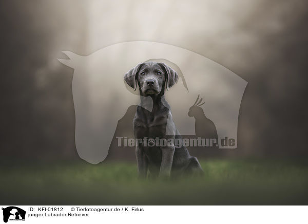 junger Labrador Retriever / KFI-01812